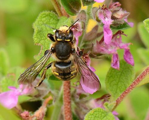 Anthidium septemspinosum